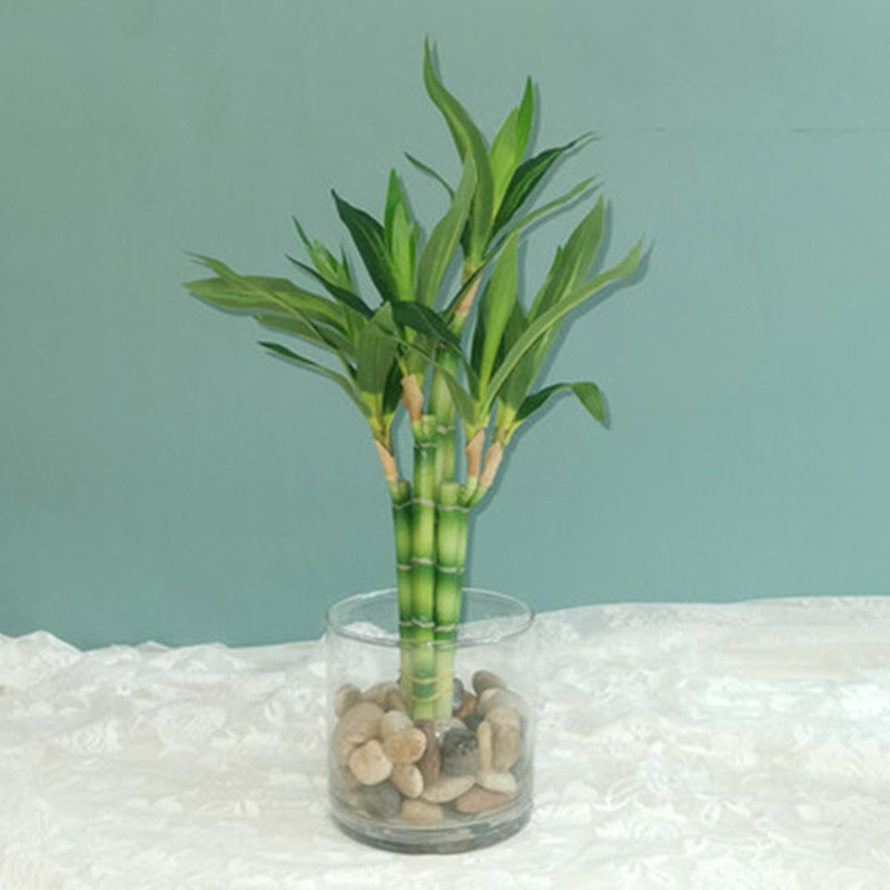 Echeveria Succulent - ใหม่ 40 ซม.rFtificial Lucky ไม้ไผ่ Succulent