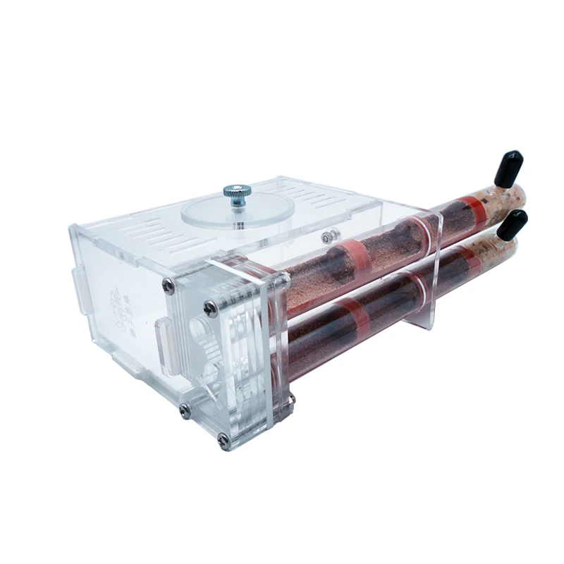 Begonia Rex - DIY Ant Farm 2 ชิ้น 18-180