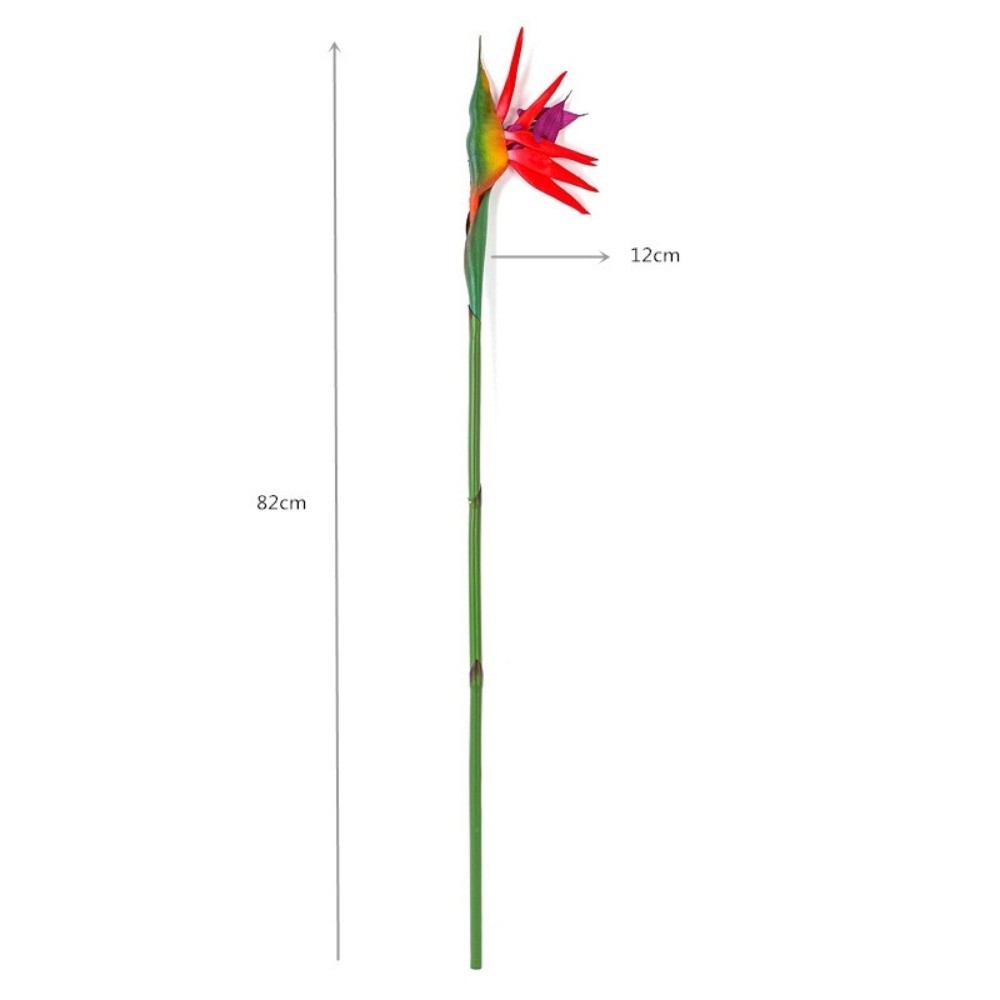 ดอกสเตรลิเซียเทียมก้านยาว ตกแต - Bird Paradise Strelitzia บทวิจารณ์และราคา