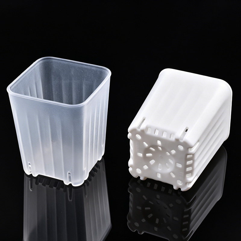 กระถางดอกไม้ทรงสี่เหลี่ยมขนาดเ - Echeveria Succulent บทวิจารณ์และราคา