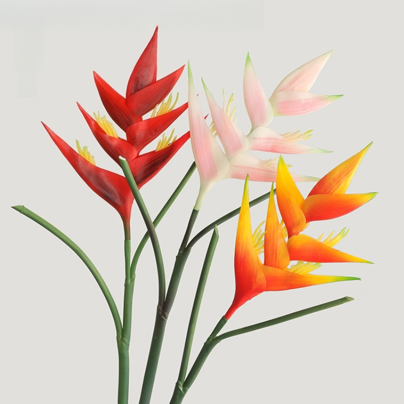 ดอกสเตรลิซเซีย เรจินา 85 ซม. จ - Bird Paradise Strelitzia บทวิจารณ์และราคา