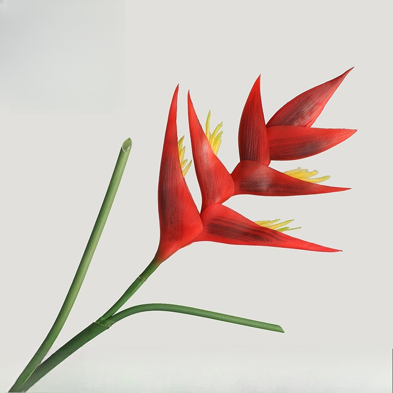 ดอกสเตรลิซเซีย เรจินา 85 ซม. จ - Bird Paradise Strelitzia บทวิจารณ์และราคา