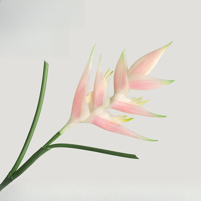 ดอกสเตรลิซเซีย เรจินา 85 ซม. จ - Bird Paradise Strelitzia บทวิจารณ์และราคา
