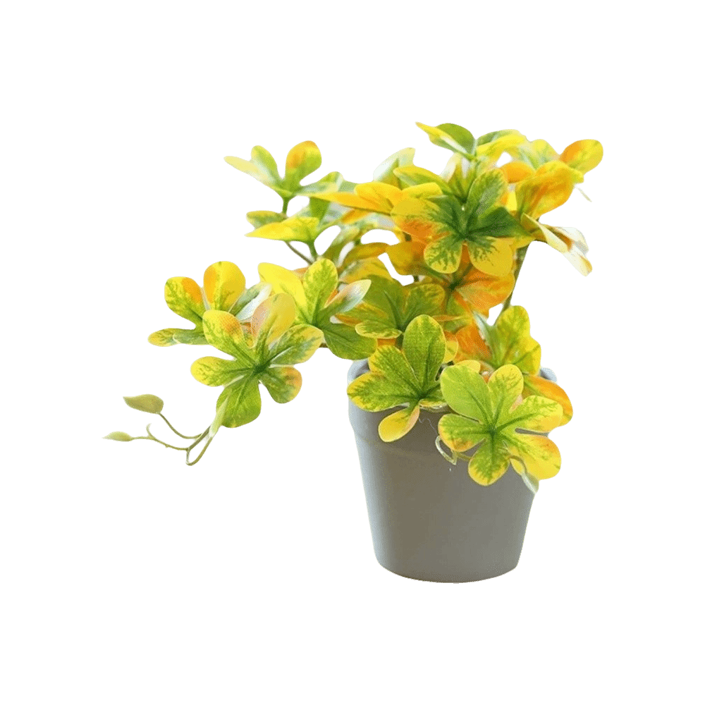 บอนไซ ต้นบอนไซประดิษฐ์ ต้นแมงม - Spider Plant Hanging บทวิจารณ์และราคา