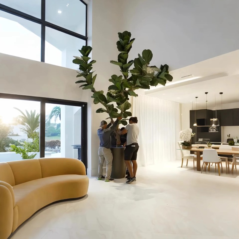 ต้นไม้ประดิษฐ์ ต้นไม้ปลอมในกระ - Ficus Lyrata Tree บทวิจารณ์และราคา