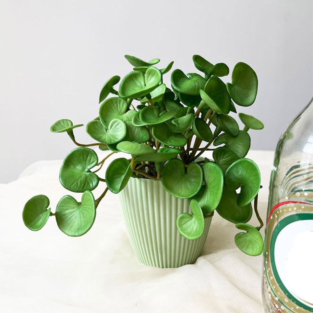 กาวนุ่มประดิษฐ์ EVA สีเขียว Su - Echeveria Succulent บทวิจารณ์และราคา