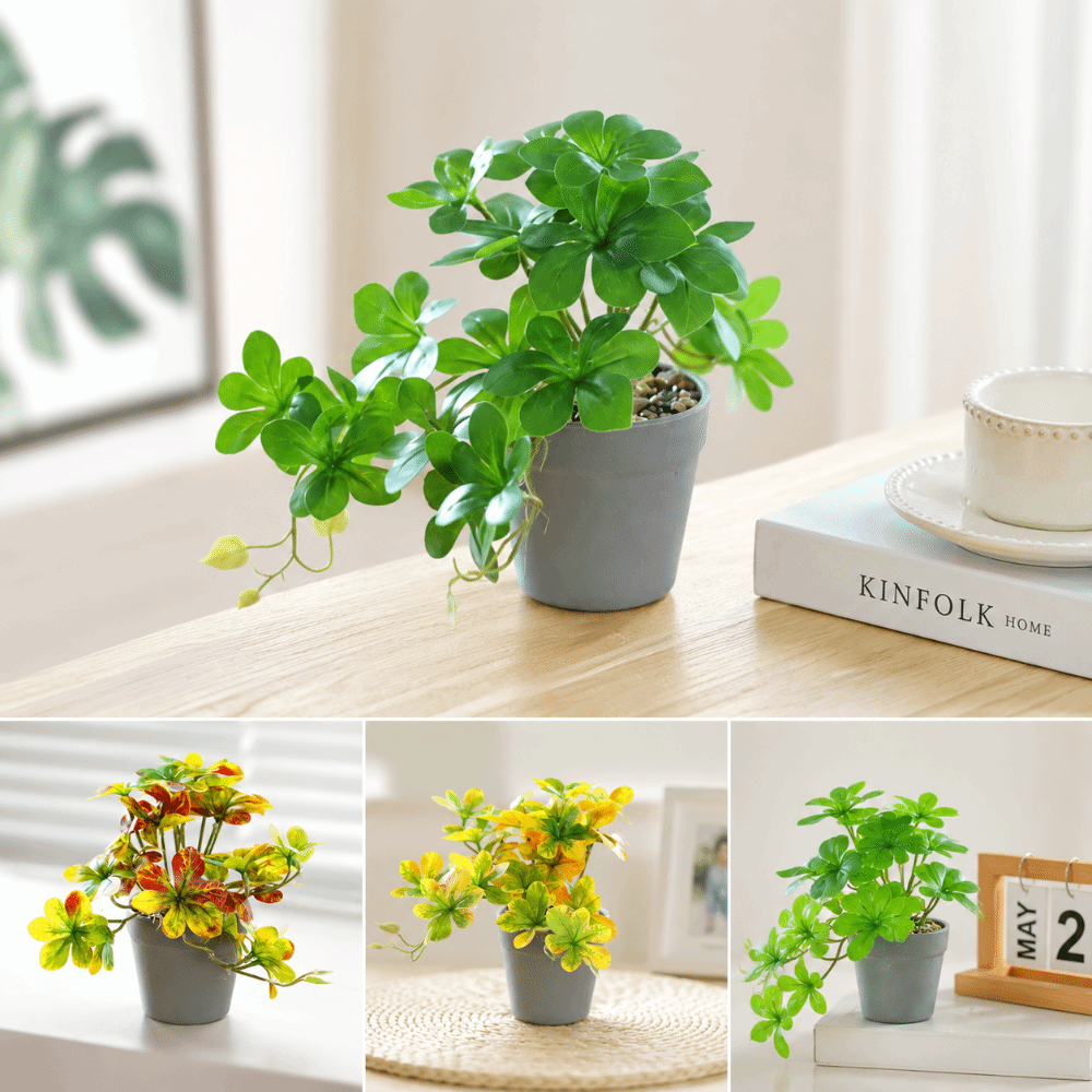 บอนไซ ต้นบอนไซประดิษฐ์ ต้นไม้ป - Spider Plant Hanging บทวิจารณ์และราคา