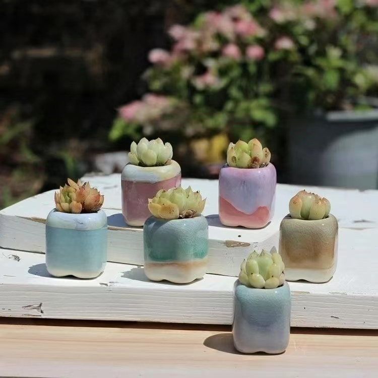 6 ชิ้น Mini กระถางดอกไม้ Succu - Echeveria Succulent บทวิจารณ์และราคา